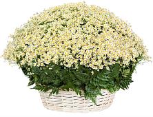 Цветочная композиция из Ромашки в корзине #REPLACE_PRED# Чаплыгине
