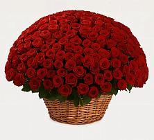 Премиум букет из: Розы в Чаплыгине